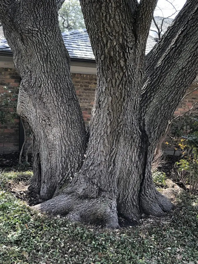 Mature heritage tree close to a Ridgeland property cared for by certified arborists